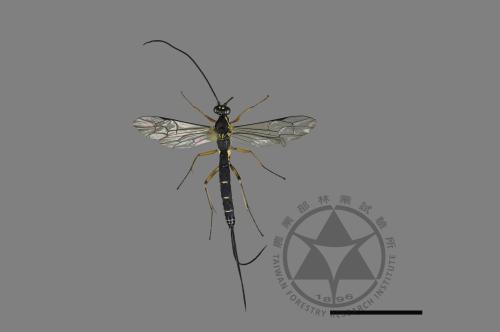 <已分類>Family：Ichneumonidae[姬蜂科][00182739]