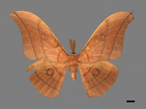 Antheraea yamamai superba[大透目天蠶蛾][00016086]