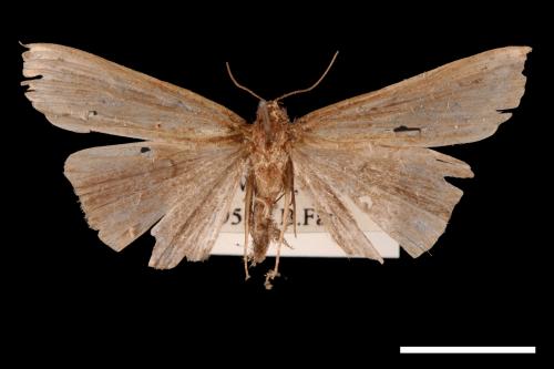 Hypena longipennis[00009655]