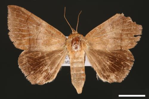 Dysgonia amygdalis[00030913]