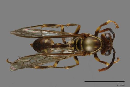 Parapolybia nodosa[叉胸異腹胡蜂][00120736]