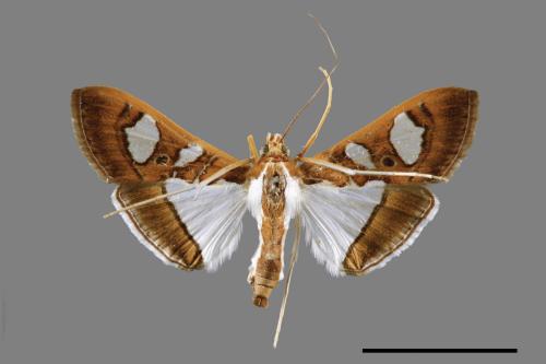 Glyphodes actorionalis[00068617]