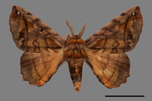 Prismosticta fenestrata[小窗蠶蛾][00056575]