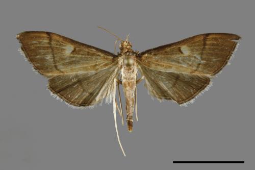 <已分類>Family：Crambidae[草螟科][00028799]