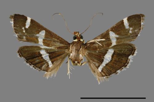 Hymenia perspectalis[00022280]