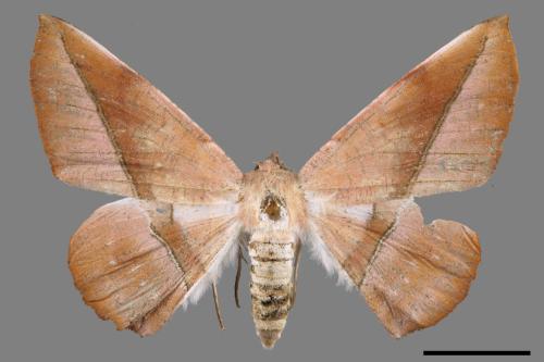 Sarcinodes yayeyamanus[一線沙尺蛾][00055301]