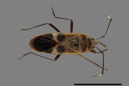 Physopelta gutta[大星椿象][00040745]