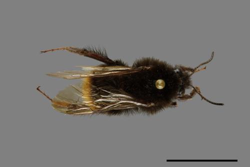 Bombus trifasciatus[威氏熊蜂][00074732]