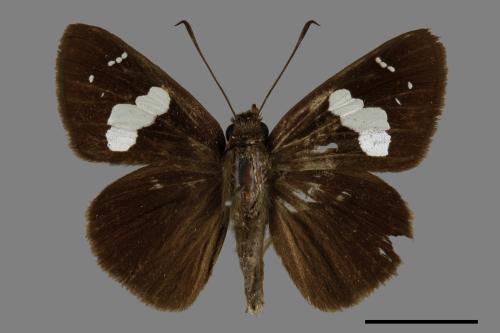 Notocrypta curvifascia[黑挵蝶][00102149]