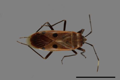 Physopelta quadriguttata[00040918]