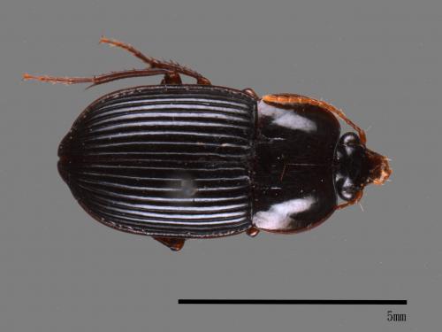 <已分類>Family：Carabidae[步行蟲科][00092673]