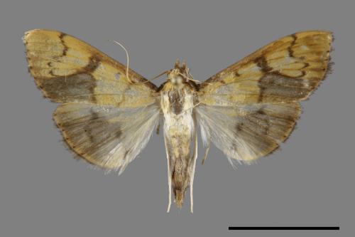 <已分類>Family：Crambidae[草螟科][00092344]
