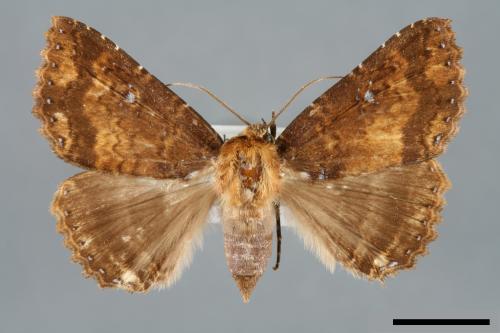 Hypersypnoides punctosa[粉點朋閃夜蛾][00006206]