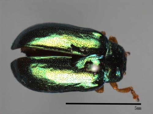 <已分類>Family：Chrysomelidae[金花蟲科][00081197]