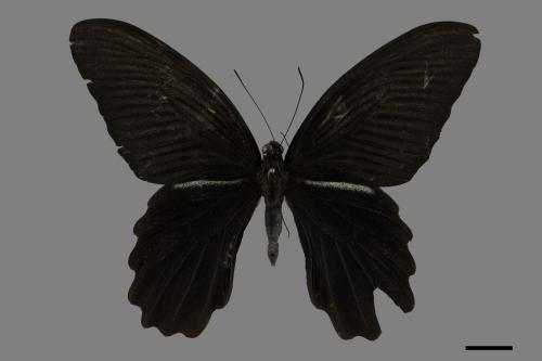 Papilio protenor protenor[黑鳳蝶][00101994]