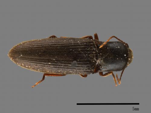 <已分類>Family：Elateridae[叩頭蟲科][00083765]
