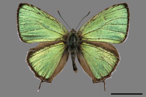 Lepidoptera unknown(lepidoptera[鱗翅目][00060774]