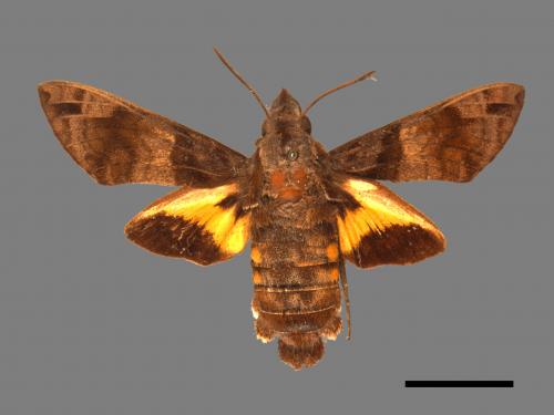 Macroglossum pyrrhosticta[黃斑長喙天蛾][00016513]