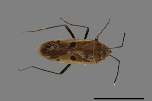 Physopelta quadriguttata[00026339]
