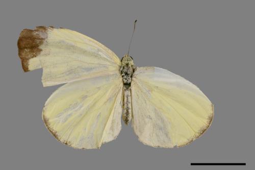 Eurema blanda arsakia[臺灣黃蝶][00013957]