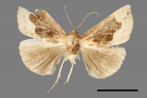 <已分類>Genus：Hypena[00009837]