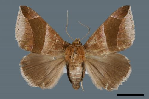 Dysgonia acuta[00005726]