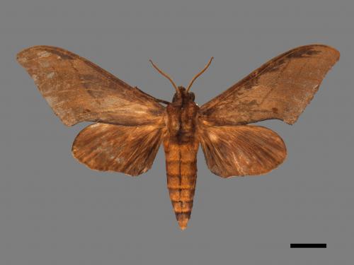 Marumba cristata bukaiana[直翅六點天蛾][00017385]