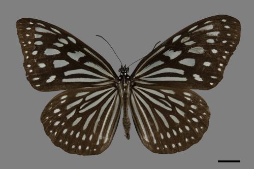 Ideopsis similis[琉球青斑蝶][00101531]