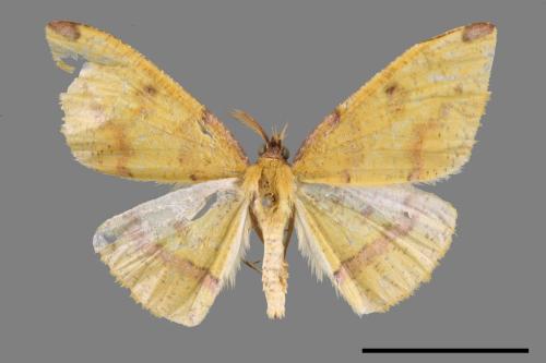 Heterolocha coccinea[頂班內弧尺蛾][00059812]