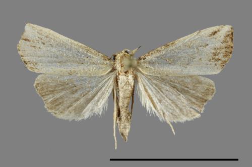 <已分類>Family：Noctuidae[夜蛾科][00099577]