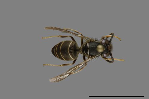 Vespula flaviceps[細黃胡蜂][00073035]