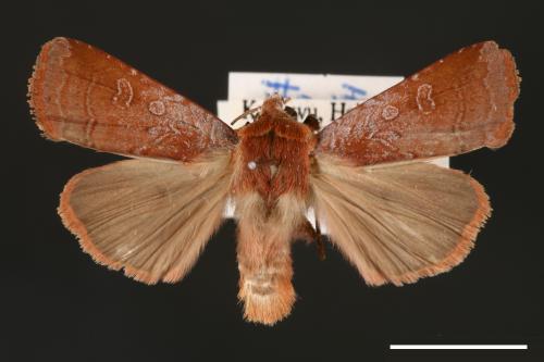 Diarsia subtincta[灰褐歹夜蛾][00000776]