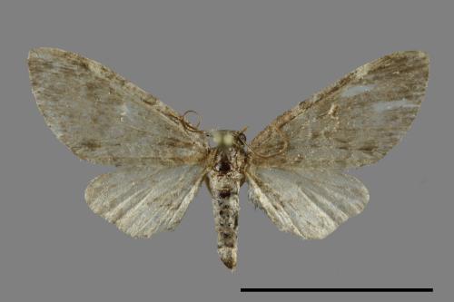 <已分類>Family：Geometridae[尺蠖蛾科][00091364]