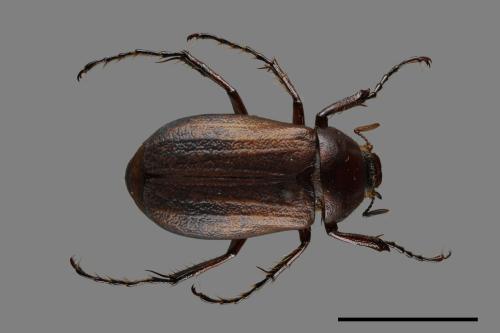 Bunbunius opacipennis[缺光褐金龜][00049022]