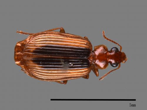 <已分類>Family：Carabidae[步行蟲科][00048372]