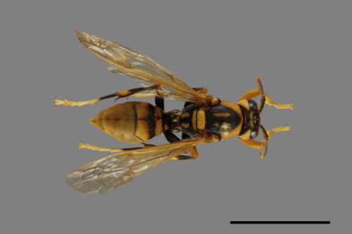 Polistes rothneyi[黃長腳蜂][00074352]