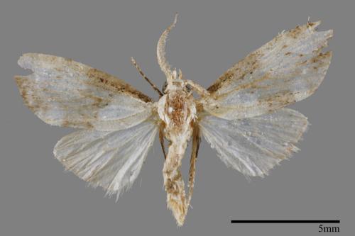 <已分類>Family：Noctuidae[夜蛾科][00011956]