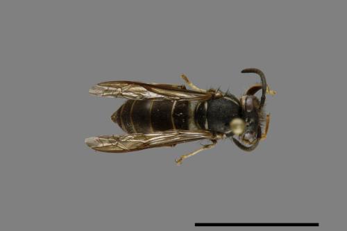 Vespula flaviceps[細黃胡蜂][00072997]