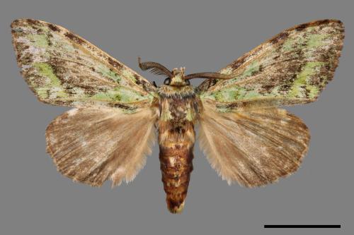 Somera viridifusca viridifusca[瑟舟蛾][00044530]