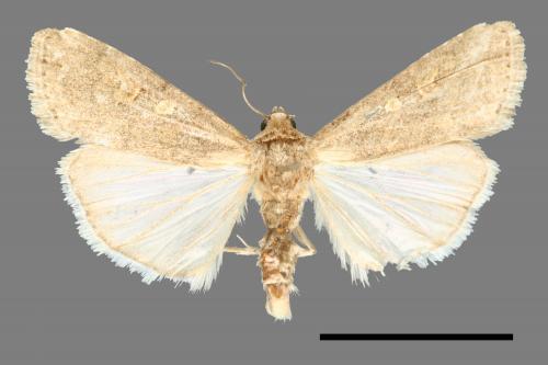 Spodoptera exigua[甜菜夜蛾][00000615]