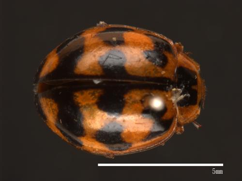 Harmonia octomaculata[八斑和瓢蟲][00085079]