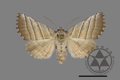 Pygopteryx fulva[00122318]