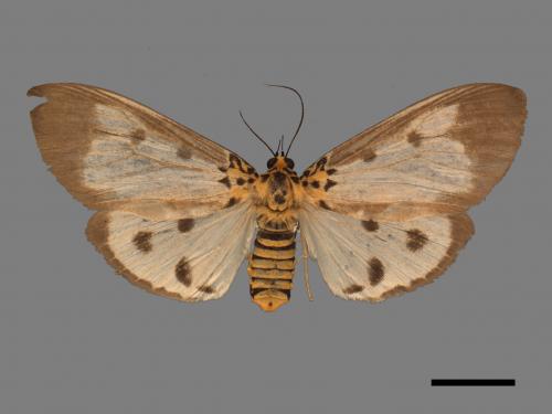 Asota plana lacteata[長斑擬燈蛾][00045590]