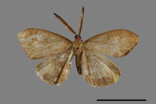 Arbudas submacula[黃紋紅頸斑蛾][00055202]