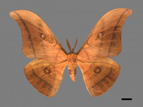 Antheraea yamamai superba[大透目天蠶蛾][00016078]