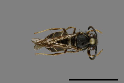 Vespula flaviceps[細黃胡蜂][00073251]