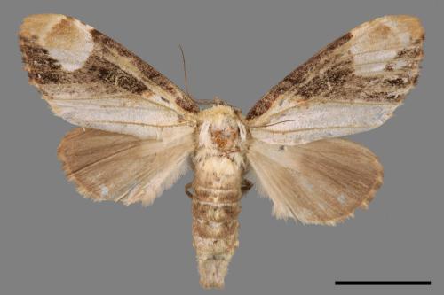 Formofentonia orbifer rotundata[圓紛舟蛾][00014500]
