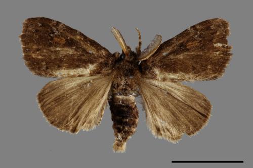 Ilema kosemponica[甲仙毒蛾][00054681]