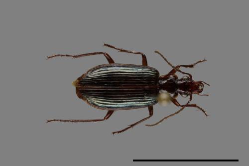 <已分類>Family：Carabidae[步行蟲科][00091659]