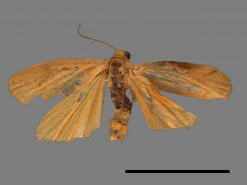 Tigrioides immaculatus[黃苔蛾][00022326]
